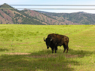 buffalo in the field