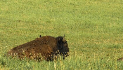 buffalo in the wild