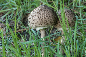 parasol mushrooms grow among the grass