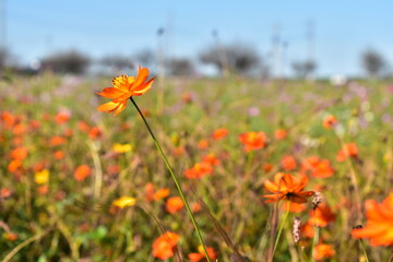 オレンジのポピー