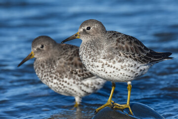 A Rock Sandpiper rests along the Alaskan shoreline during fall migration.