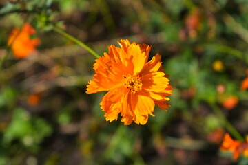 マリーゴールドアップ