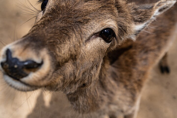 close up of a deer