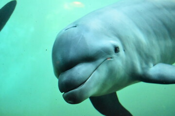 イルカのアップ