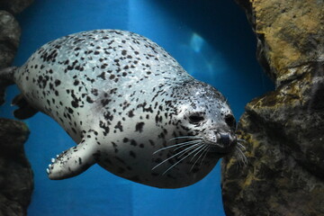 ゴマフアザラシ © Kazuhiro