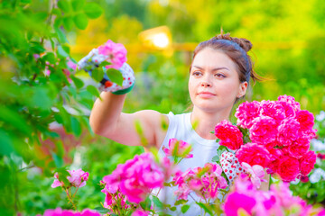 Young woman cuts roses from her bushes with pliers in the garden near the house