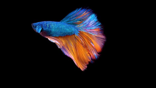 The colorful Siamese Elephant Ear Fighting Fish Betta Splendens, also known as Thai Fighting Fish or betta, a popular aquarium fish in super slow motion on isolated black background