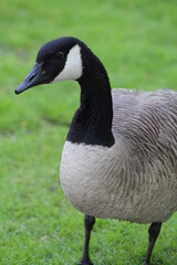 Close up of a Canada Goose