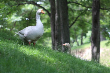 Goose looking down a hill