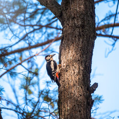 Little woodpecker sits on a tree trunk. The great spotted woodpecker, Dendrocopos major