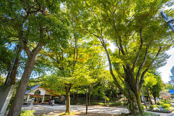 木漏れ日の風景