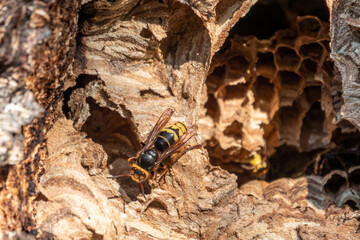 Entrance to the hornet's nest in the tree hollow. Jack predatory wasps. The European hornet, lat. Vespa crabro, is the largest eusocial wasp native to Europe