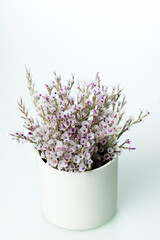 Obraz premium Dried flowers on white background