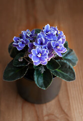 Potted African Violet or  Saint Paulia