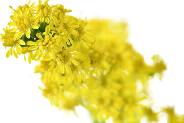 Flowering goldenrod - a medicinal, ornamental and honey plant