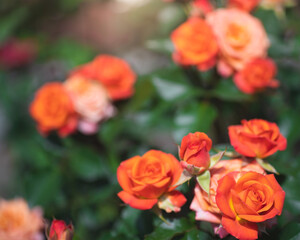 Orange rose flower on a green blur background.