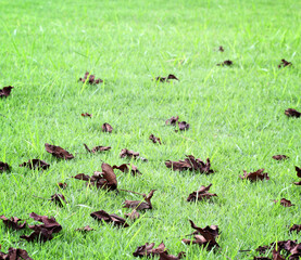 Dry leaves, grass green