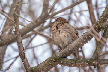 Sparrow sits on a branch without leaves with snow.
