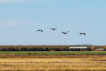 A large Sandhill Cranes in Bisbee, Arizona