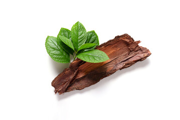 Tree bark and green branch isolated on white background. Eco Concept. Top view. 