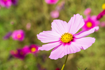 コスモス