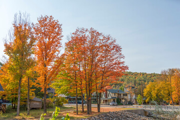 Orange and yellow trees in a small town