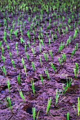 "
Grass background, purple wildflower plants growing in clusters diagonal view"