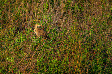 Watercock basking in the early morning golden sunlight in the grass bushes at waterbody.