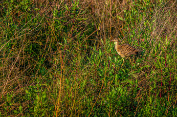 Watercock basking in the early morning golden sunlight in the grass bushes at waterbody.