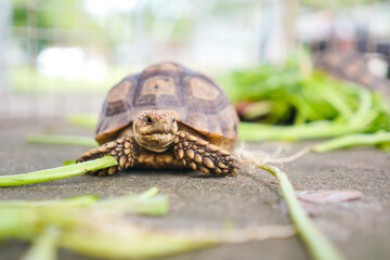 turtle on a leaf