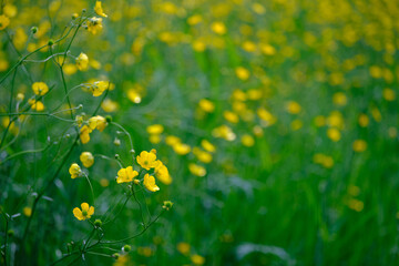 Field of yellow buttercups