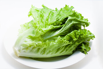 グリーンリーフ