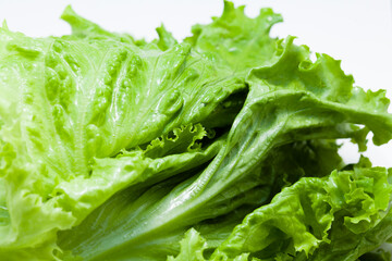 グリーンリーフ