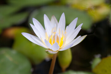 white lotus flower in the pond