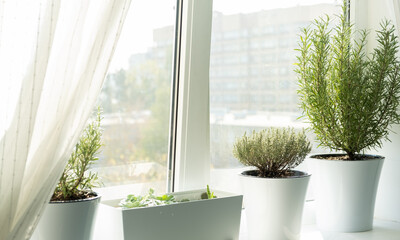 fresh herbs in white plant pots growing on a windowsill.