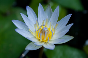 white lotus flower in the pond