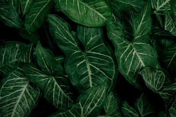 Naklejka na ściany i meble tropical leaves, abstract green leaves texture, nature background