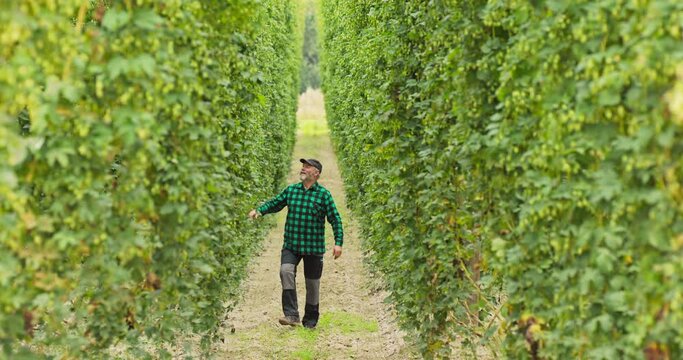 A man walks between rows of tall plants in a hop field checking cones.