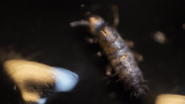 Insect Collembola super macro, family Isotomidae. Sample found in moss on Latvia