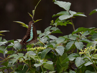 アオスジアゲハ