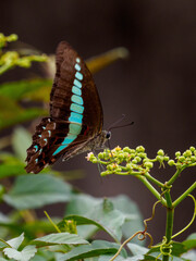 アオスジアゲハ