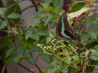アオスジアゲハ