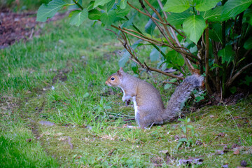 Squirrel up to something