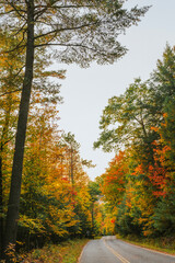 Fototapeta premium Fall foliage on a quiet desolate road