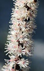 Blossom of Cimicifuga Ranunculaceae closeup and petals of the flower.