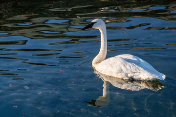 A lonely swan is swimming at a lake in early winter of Minnesota	
