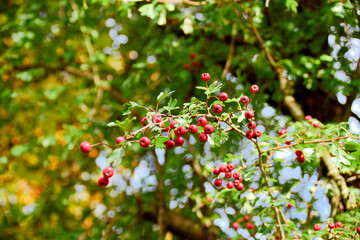 Fototapeta premium Tree with red berries and green leaves
