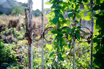 old rusty metal fence with leaves