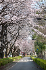 日野市旭ヶ丘の桜並木（東京都日野市旭が丘2丁目）
