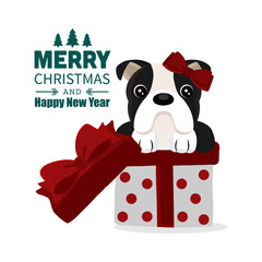 Christmas illustration with funny bull  dog.